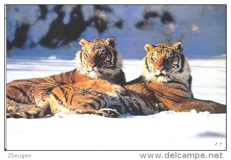 TIGER   Postcard Unused   ( Z 98 ) - Tigres