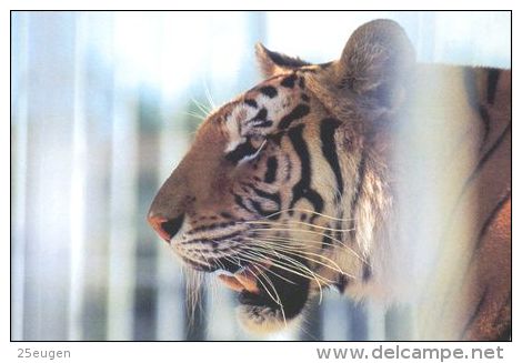 TIGER   Postcard Unused   ( Z 99 ) - Tigers