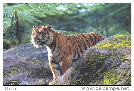 TIGER   Postcard Unused   ( Z 100 ) - Tigers