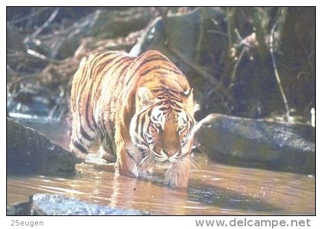 TIGER   Postcard Unused   ( Z 102 ) - Tiger