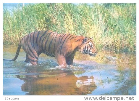 TIGER   Postcard Unused   ( Z 103 ) - Tigres