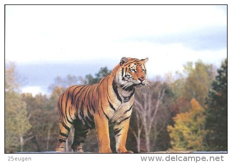 TIGER   Postcard Unused   ( Z 104 ) - Tigers