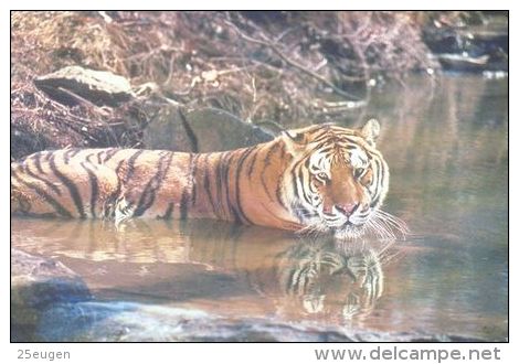 TIGER   Postcard Unused   ( Z 105 ) - Tigers