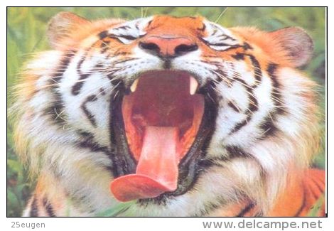 TIGER   Postcard Unused   ( Z 106 ) - Tigers