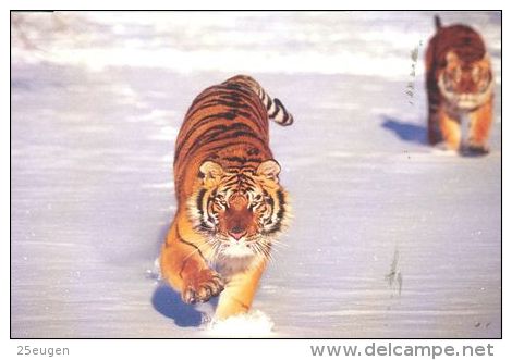 TIGER   Postcard Unused   ( Z 110 ) - Tiger