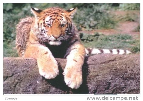 TIGER   Postcard Unused   ( Z 111 ) - Tigers