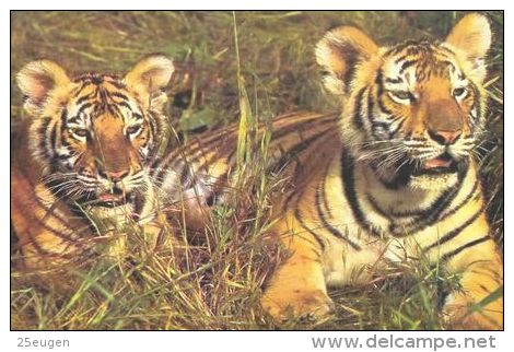 TIGER   Postcard Unused   ( Z 112 ) - Tigers