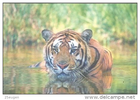 TIGER   Postcard Unused   ( Z 114 ) - Tiger