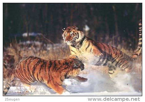 TIGER   Postcard Unused   ( Z 119 ) - Tigers