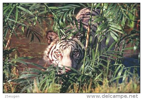 TIGER   Postcard Unused   ( Z 121 ) - Tigers