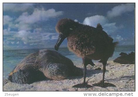 TURTLE   Postcard Unused   ( Z 167 ) - Turtles
