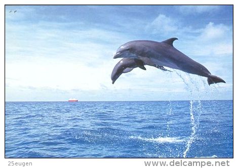 DOLPHIN   Postcard Unused   ( Z 181 ) - Dauphins