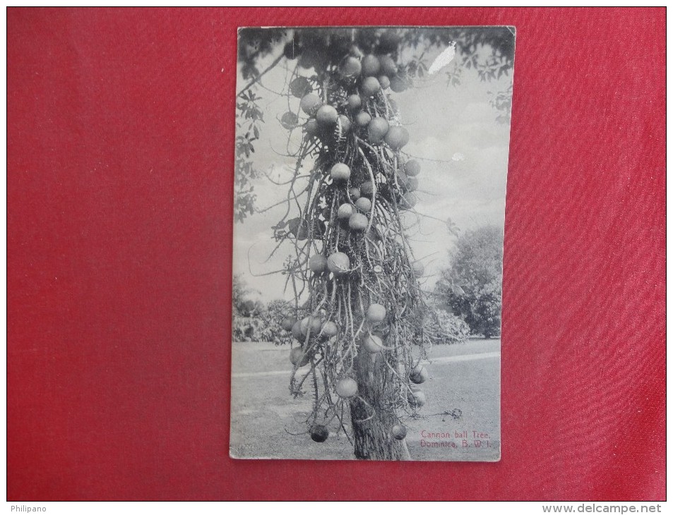 > Dominica ( B.W.I. Cannon Ball Tree   Paper Rub Top Of Card   Ref 1389 - Dominica