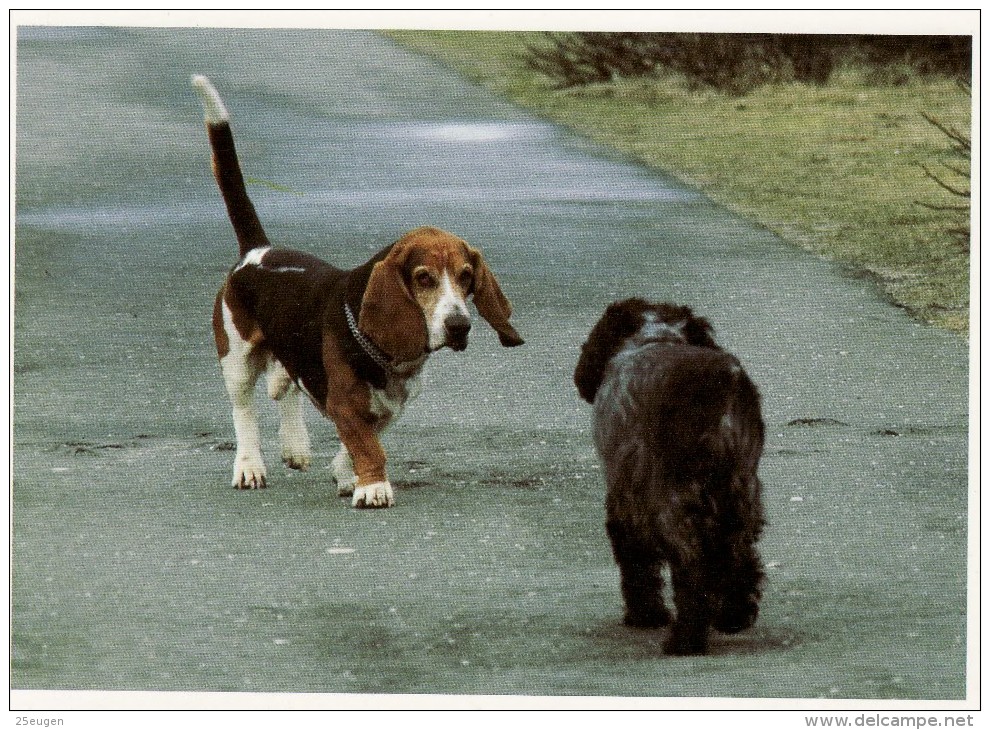 DOGS / HUNDE / CHIENS /  -    Postcard  XL Unused   ( P 1368 ) - Chiens