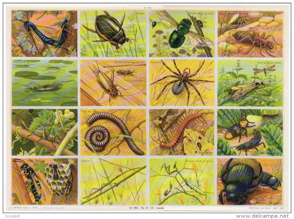 Insectes Tarentule Phasme Grilon Iule Scolopendre Arnaud Format 24x33 Cm état Superbe 1957 - Animaux