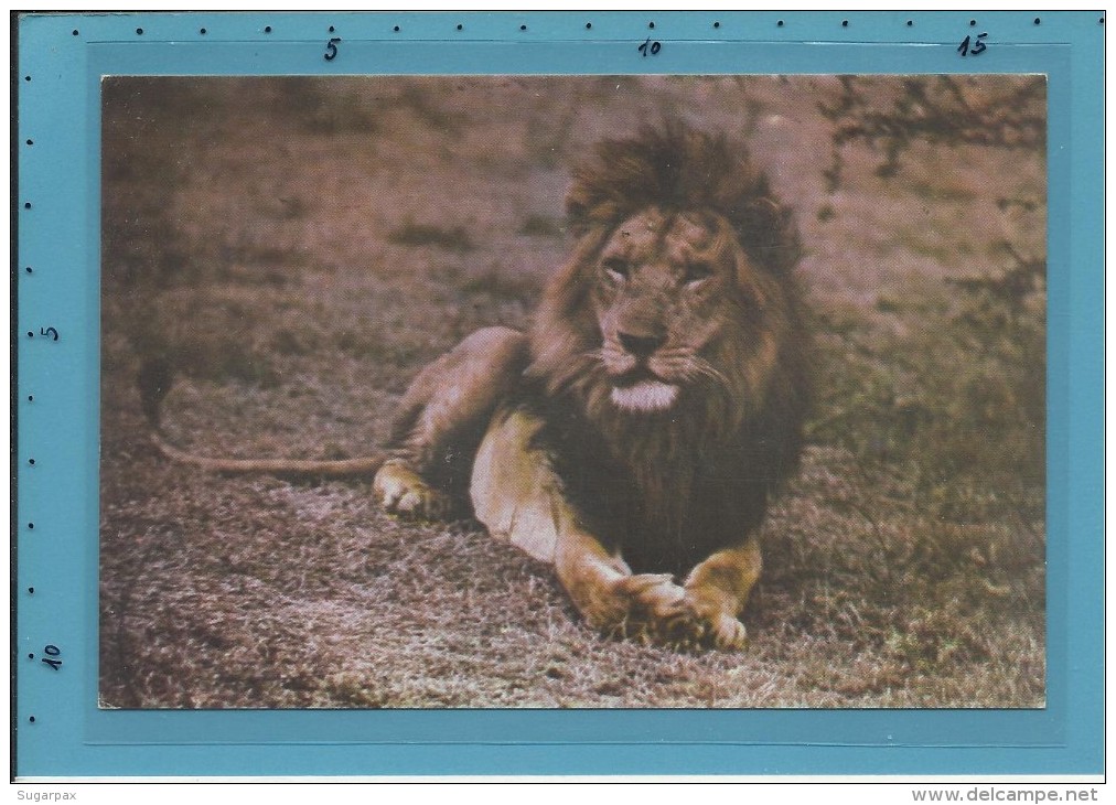 Leão - Lion - Fauna De Angola - Ed. Jomar - 2 SCANS - Lions