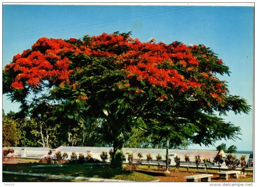 ANTILLES ---FLEURS DES ANTILLES CARIBBEAN FLOWERS--flamboyant--voir 2 Scans - Autres & Non Classés