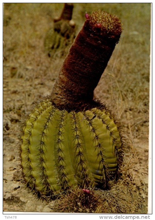 C P M-----ANTILLES TOURISTIQUES-----CACTUS-------voir 2 Scans - Autres & Non Classés