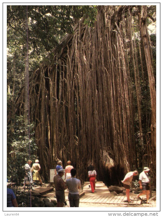 (777) Australia - QLD - Atherton Fig Tree - Atherton Tablelands