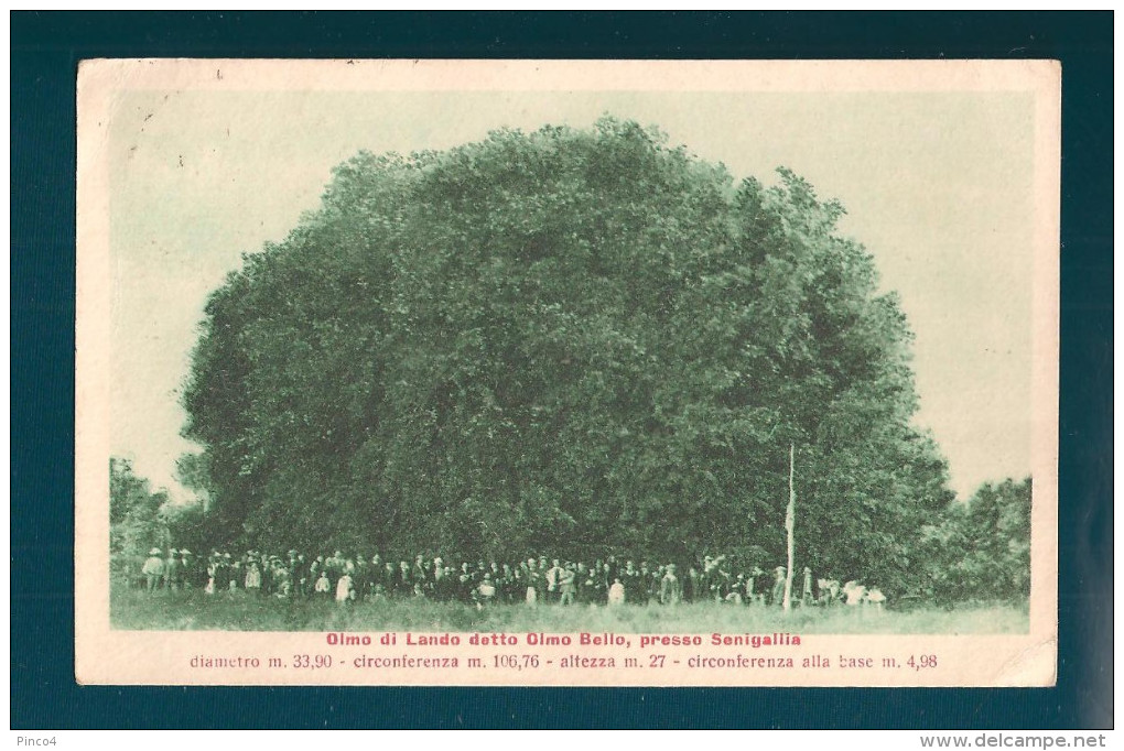 ANCONA SENIGALLIA OLMO DI LANDO CARTOLINA FORMATO PICCOLO VIAGGIATA NEL 1921 - Senigallia