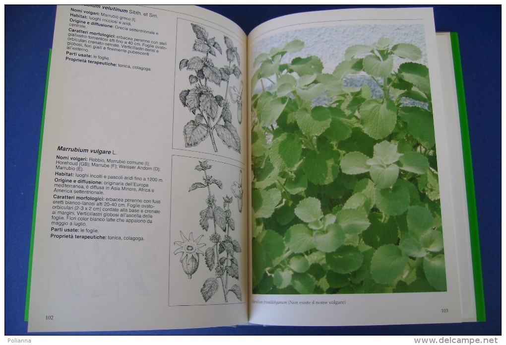 PFY/23 Sotti-Della Beffa LE PIANTE AROMATICHE Euroclub Ed.1990/USI GASTRONOMICI - Gardening