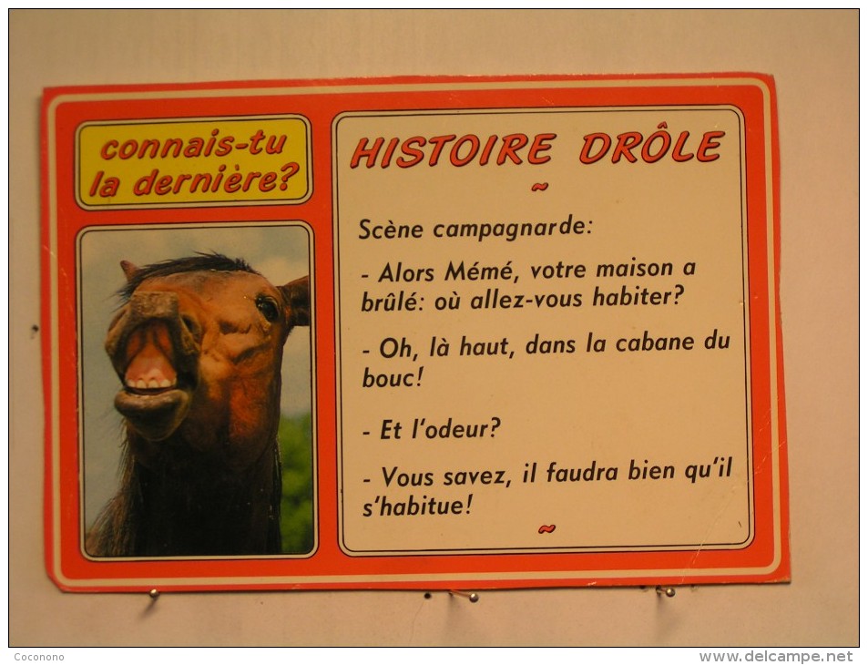 Cheval - Histoire Drole - Humour