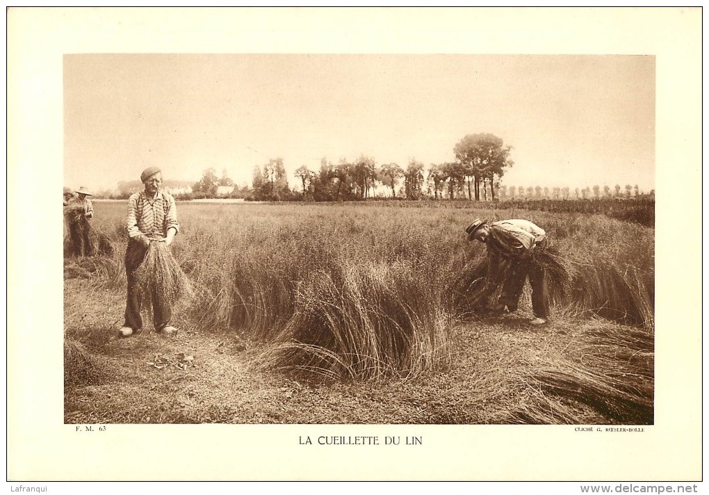 Ref 544- Photographie- Tirage Cartonné - Années 1930 - La Cueillette Du Lin - - Other & Unclassified