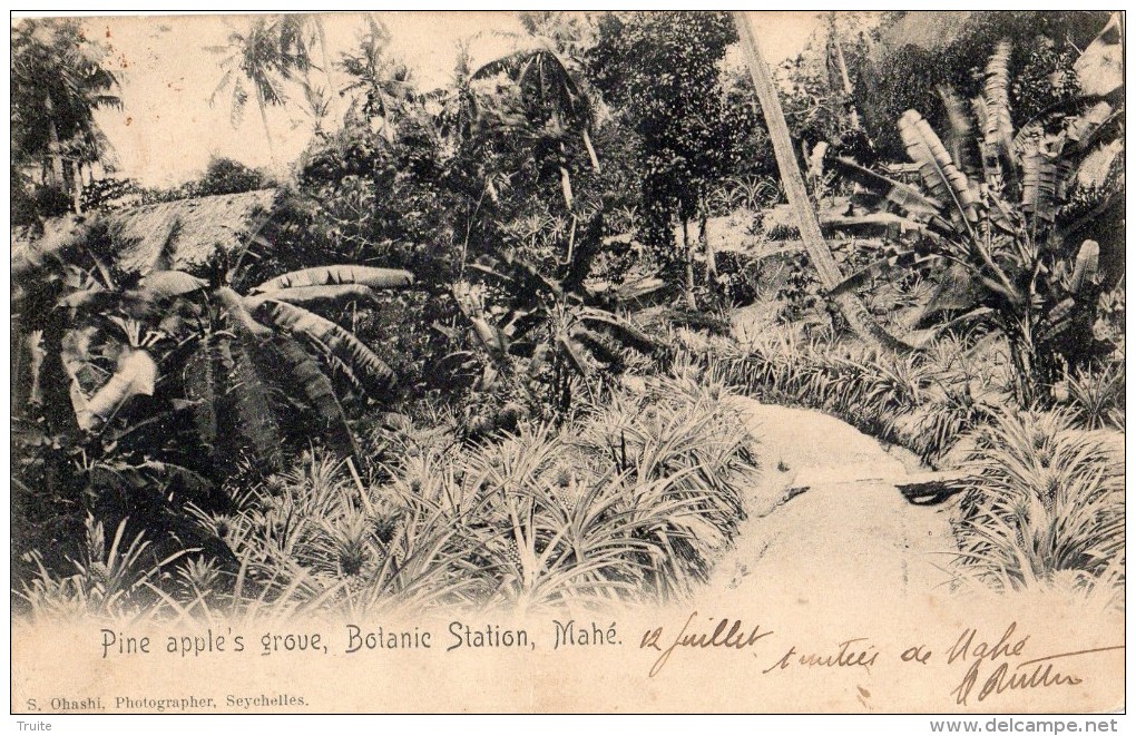 SEYCHELLES PINE APPLE'S GROVE, BOTANIC STATION, MAHE CARTE PRECURSEUR - Seychelles