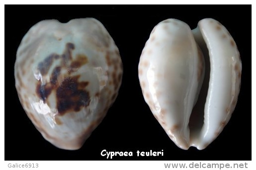 Cypraea Teuleri - Conchiglie