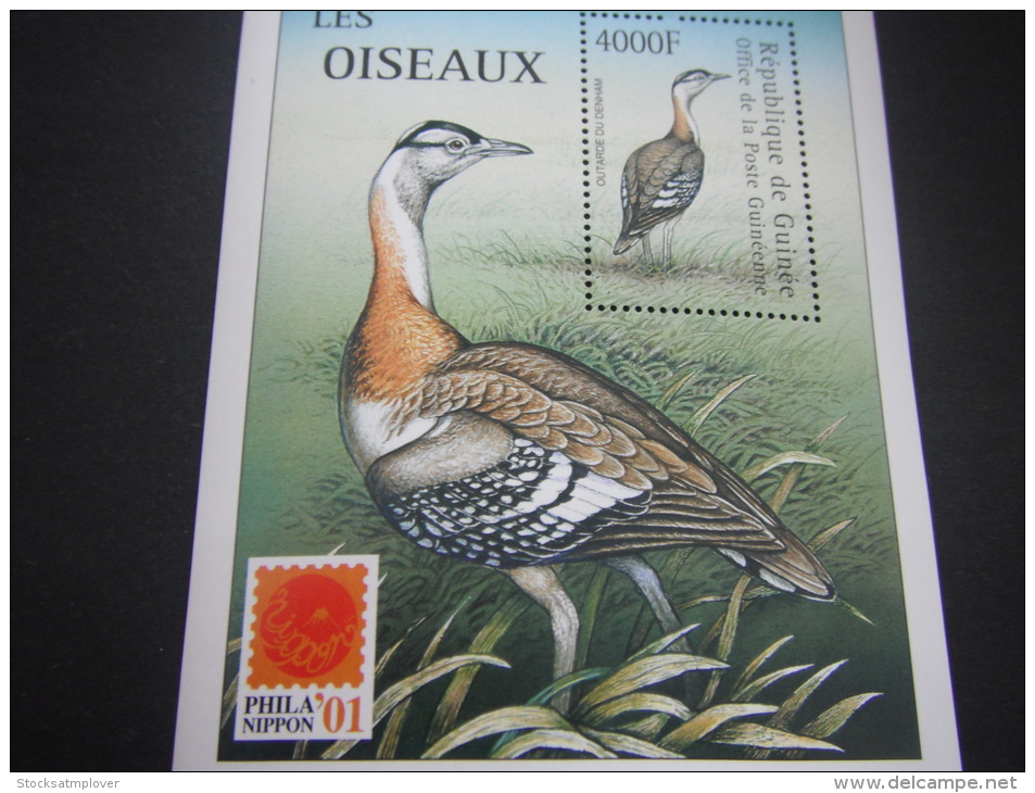 Guinea-Birds - Other & Unclassified