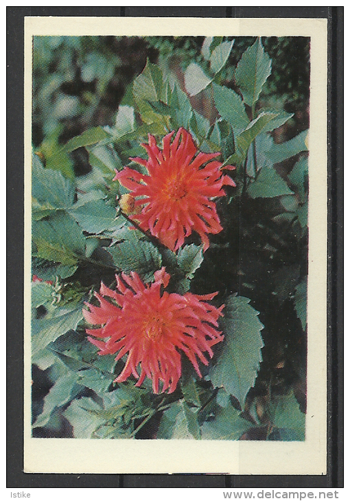 USSR,  Flowers, 1976 - Tamaño Pequeño : 1971-80