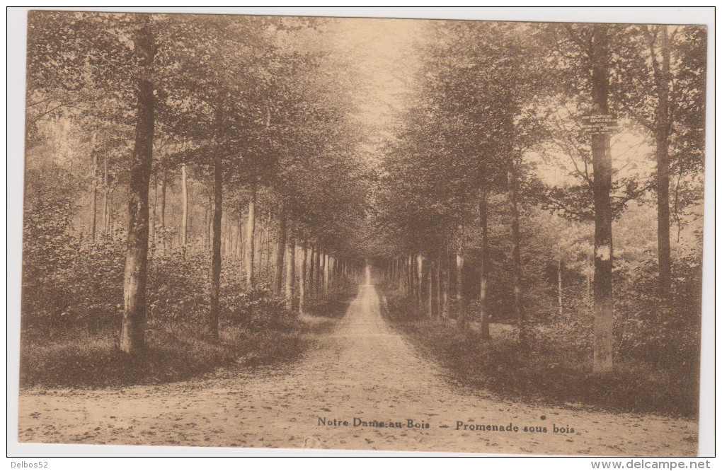 Notre - Dame- Au- Bois . Promenade Sous Bois . - Overijse