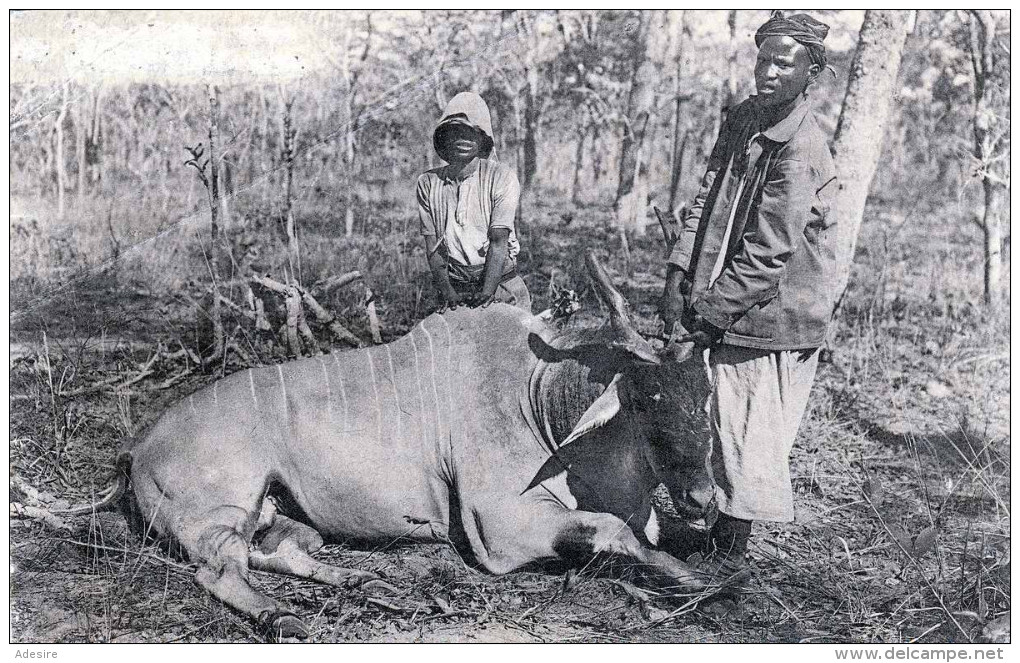 Großwildjagd Erlegte Antilope BELGISCH KONGO 1924 - Karte Mit 15 Centimes Ganzsache, Stempel Missionsprokura Krefeld ... - Belgisch-Kongo