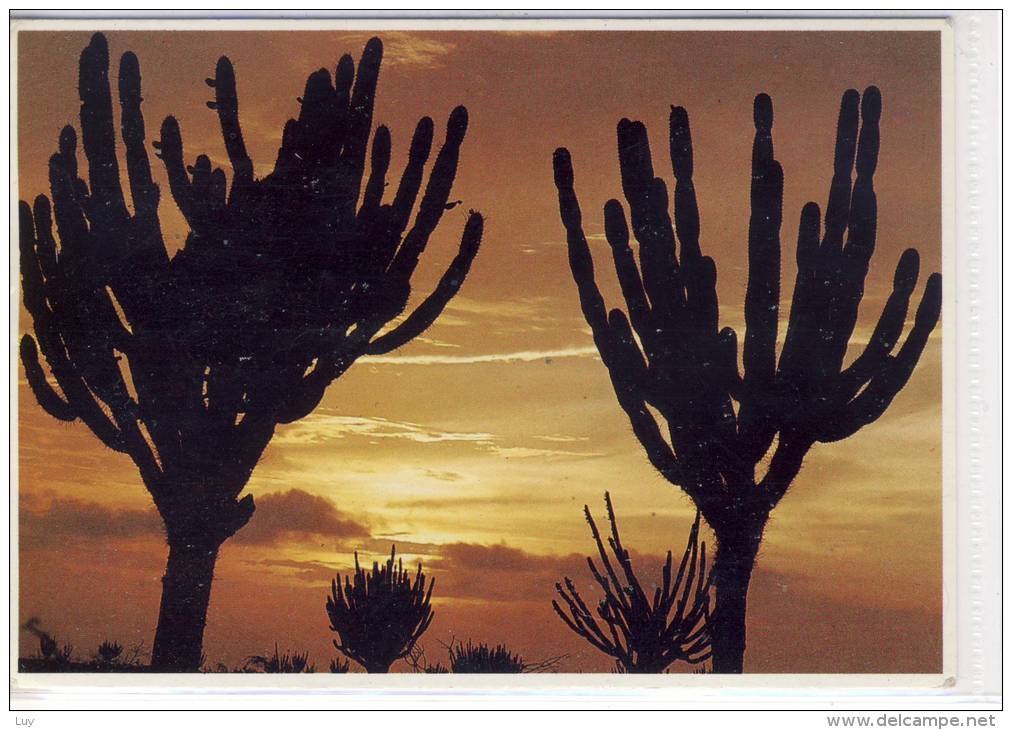 GUAJIRA - Atardecer, Sonnenuntergang, Sunset, Kaktus Cactaceae Kakteen - Venezuela