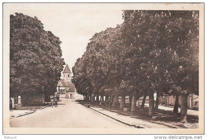 CPA  MIREBEAU SUR BEZE    ** PROMENADE DES MARRONNIERS - Mirebeau