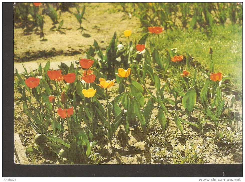 5k. Germany, Herzliche Pfingstgrusse - Flower TULIP Photo By F. Panzer - Pinksteren