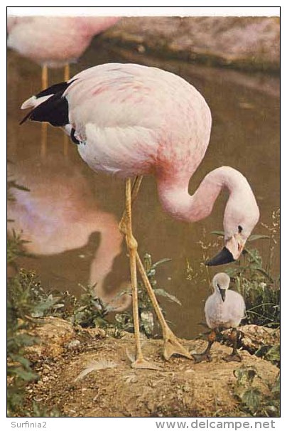 BIRDS - J ARTHUR DIXON - L6/SP 4907 - ANDEAN FLAMINGO  (42) - Birds