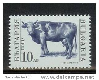 MR431 FAUNA ZOOGDIEREN BOERDERIJ KOE RUND COW MAMMALS KUHE FARM ANIMAL BULGARIA 1991 PF/MNH - Farm