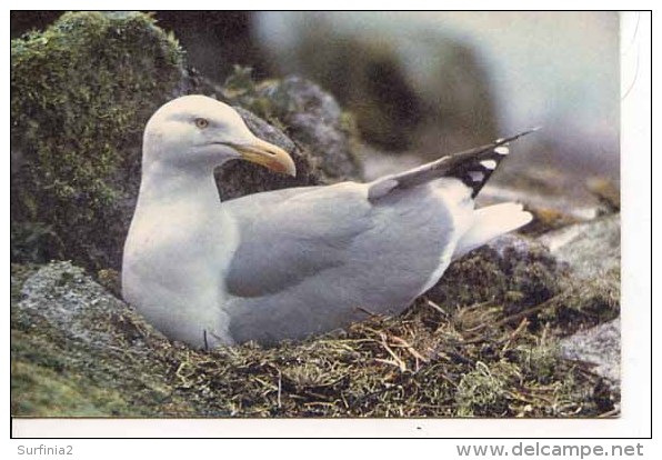 BIRDS - J ARTHUR DIXON WL 1658 - HERRING GULL   (81) - Birds