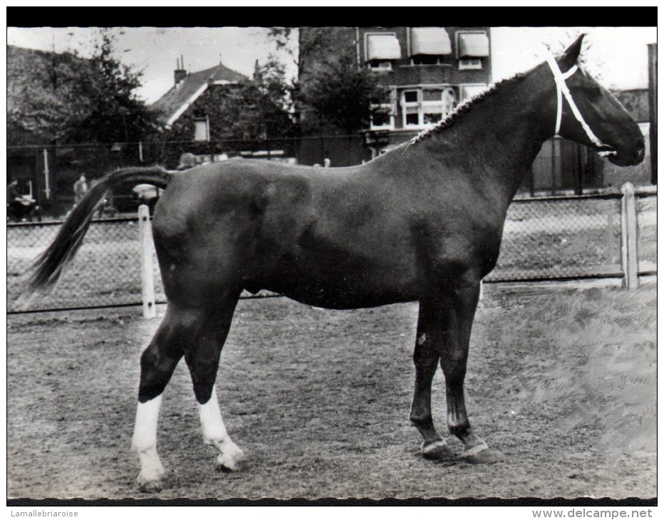 PUBLICITE SOUFRANE - CHEVAL, CHEVAUX - GELDERS, ELEVAGE HOLLANDAIS - Pferde