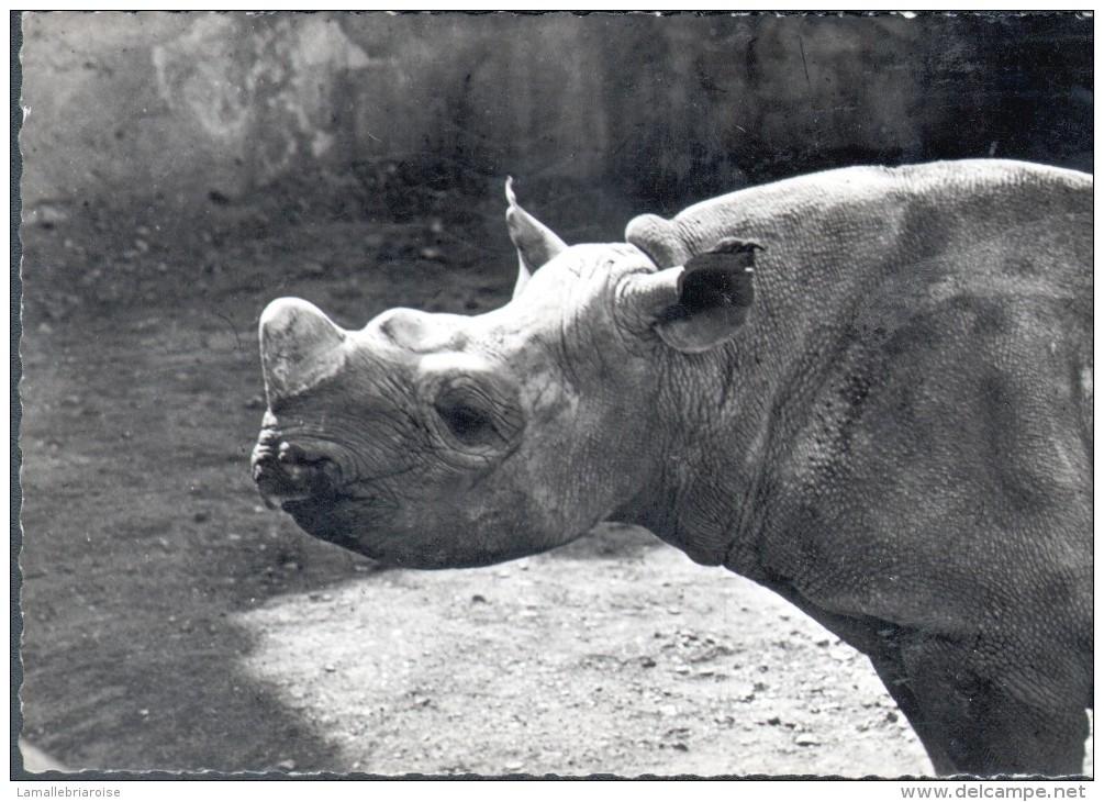 PUBLICITE GENOLINE - RHINOCEROS - Neushoorn