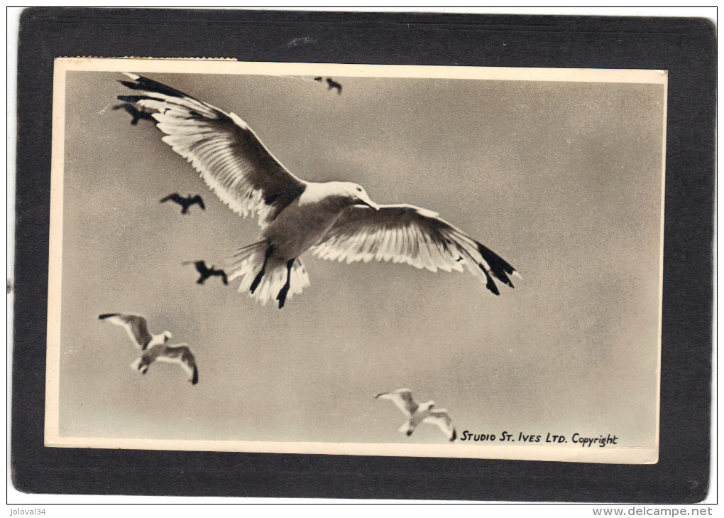 Royaume Uni - Carte Photo Studio St Ives - Oiseau - Expédiée De St Ives - St.Ives