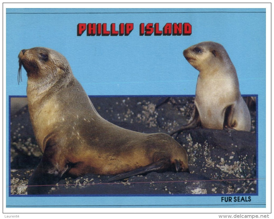 (550) Australia - VIC - Philip Island Seals - Mornington Peninsula