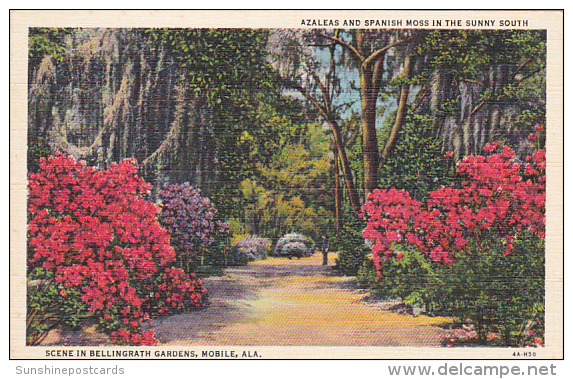 Alabama Mobile Azaleas And Spanish Moss In Bellingrath Gardens Curteich - Mobile