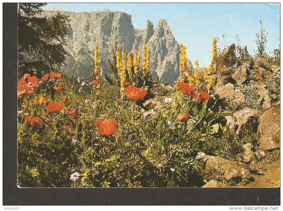 5k. Italy Schlern Mit Alpenblumen - Sciliar Flora Flowers Plants Nature - Geneeskrachtige Planten
