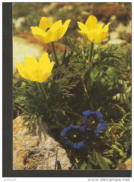 5k. Switzerland FLORA - Flower Yellow Anemone Carved Gentian Schwefelgelbe Anemone Koch'scher Enzian - Heilpflanzen