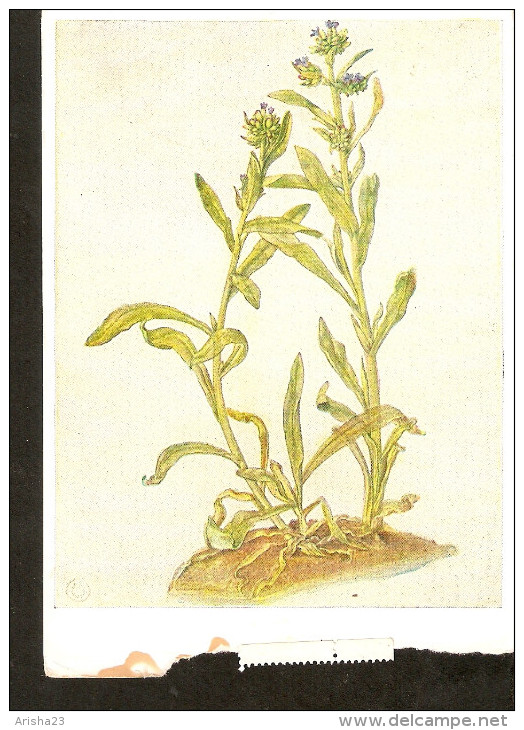5k. Germany Flora Flower Plant Albrecht Durer - Maler Zeichner Fur Holzschnitt Liebaugel - Geneeskrachtige Planten