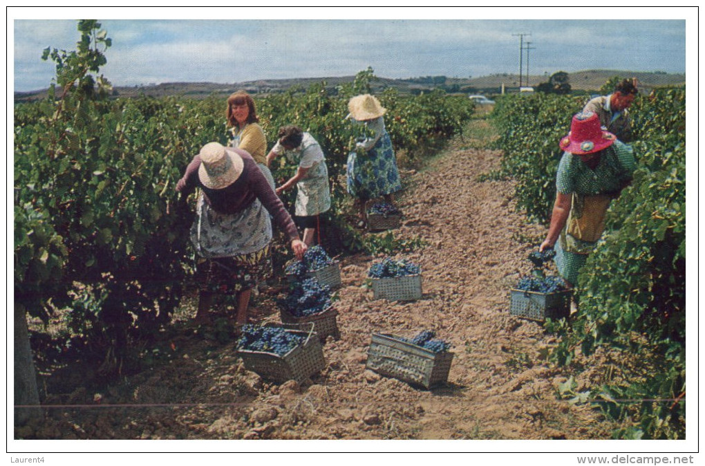 (222) Australia - SA - Barossa Grape Picking - Barossa Valley