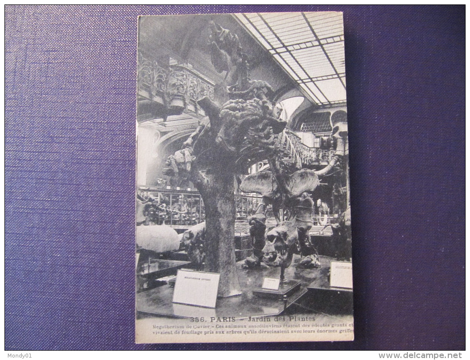 2112  Zoo Parc Zoologique Musée Histoire Naturelle Paléontologie Géologie Jardin Plantes Paris Dinosaure Os - Fossilien