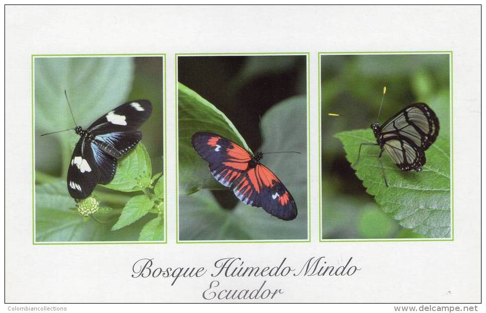 Lote PEP704, Ecuador, Postal, Postcard, Bosque Humedo Mindo, Mariposas, Butterfly - Equateur